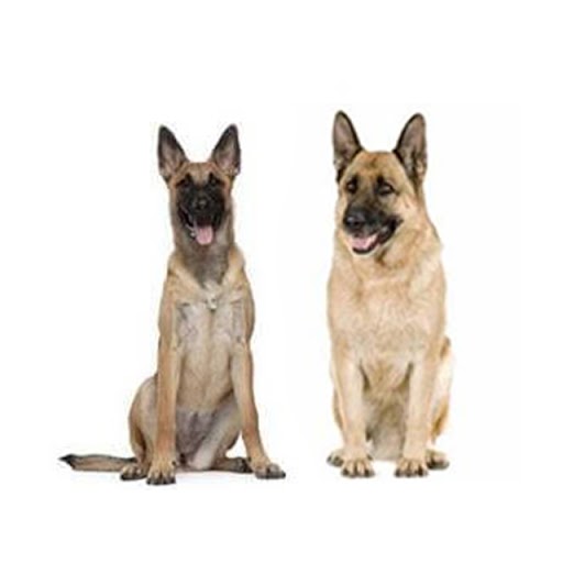 pet image