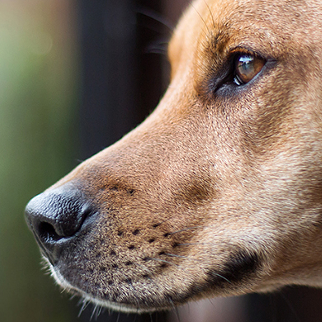pet image