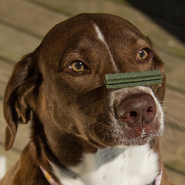 pet image
