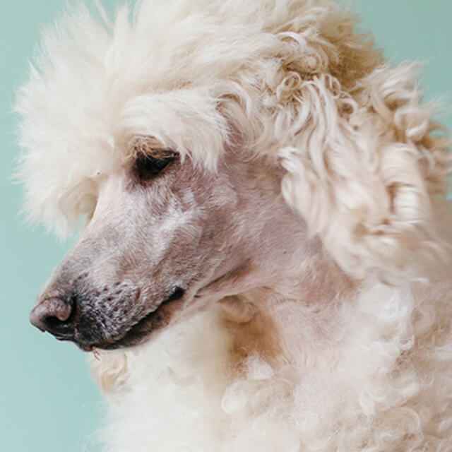 pet image