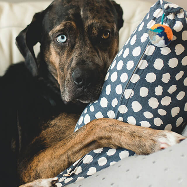 pet image