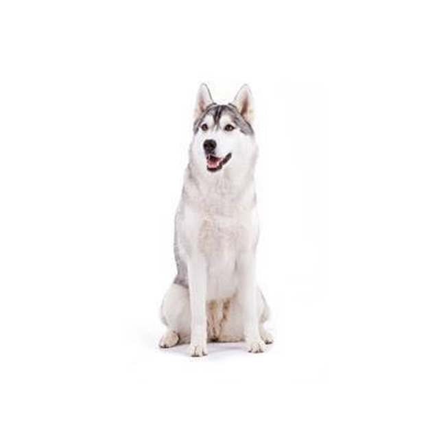 pet image