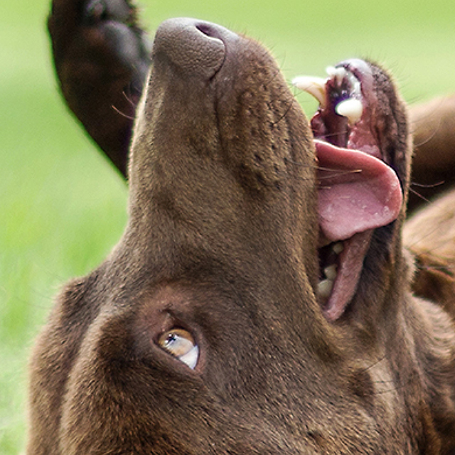 pet image