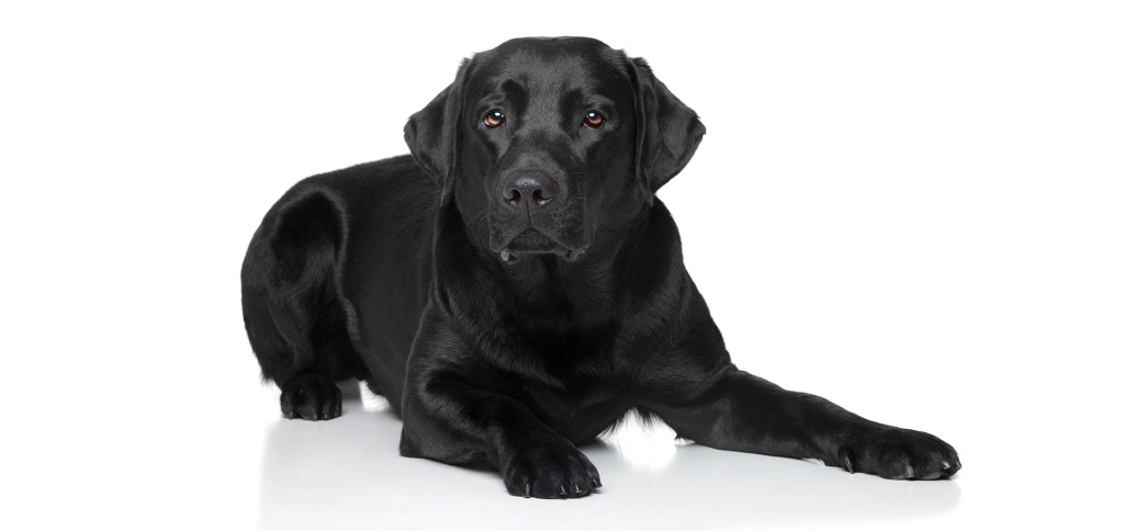 pet image