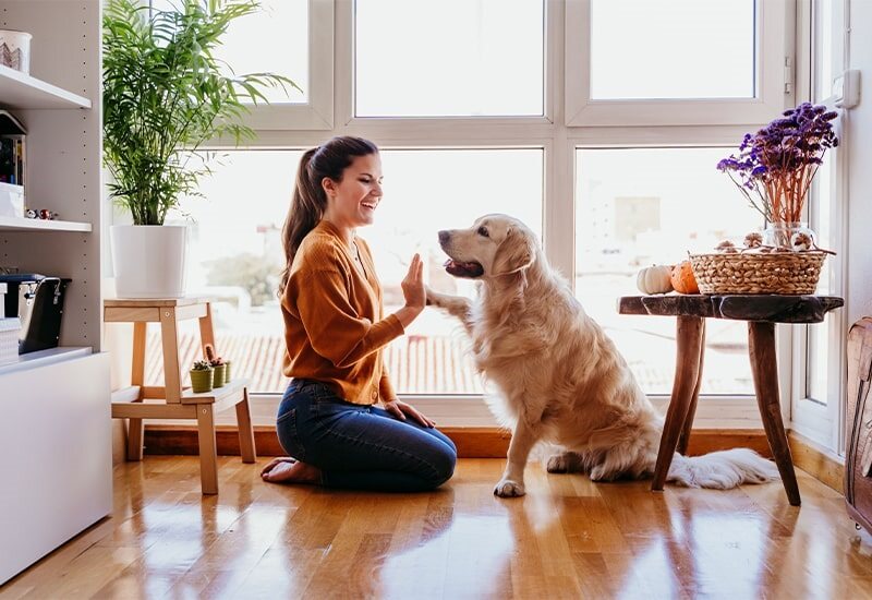 pet image