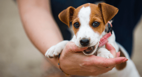 adopt