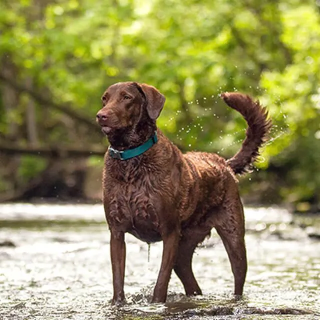 Health-Risks-of-Labrador-Retriever_0_4.jpg