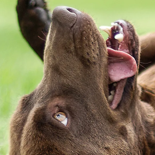 Is-Your-Lab-Hyper-of-Just-Energetic