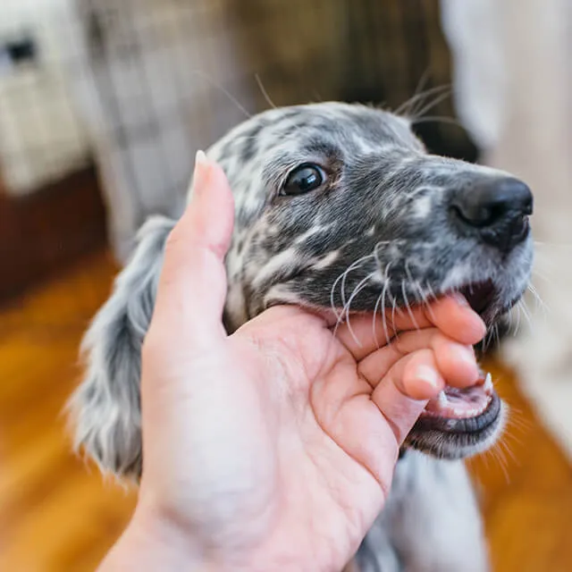 Stop-Puppy-Biting-mobile