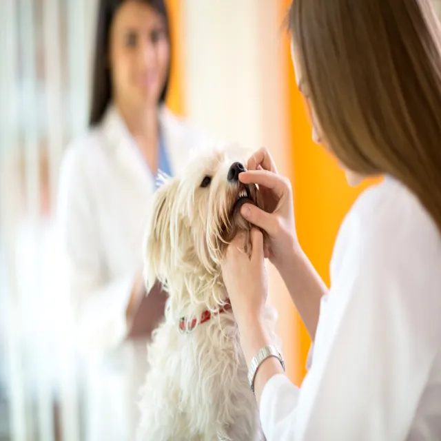 10 common dog diseases