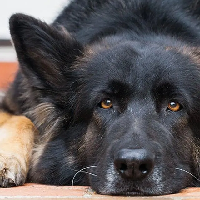 Decoding-Different-Dog-Sleeping