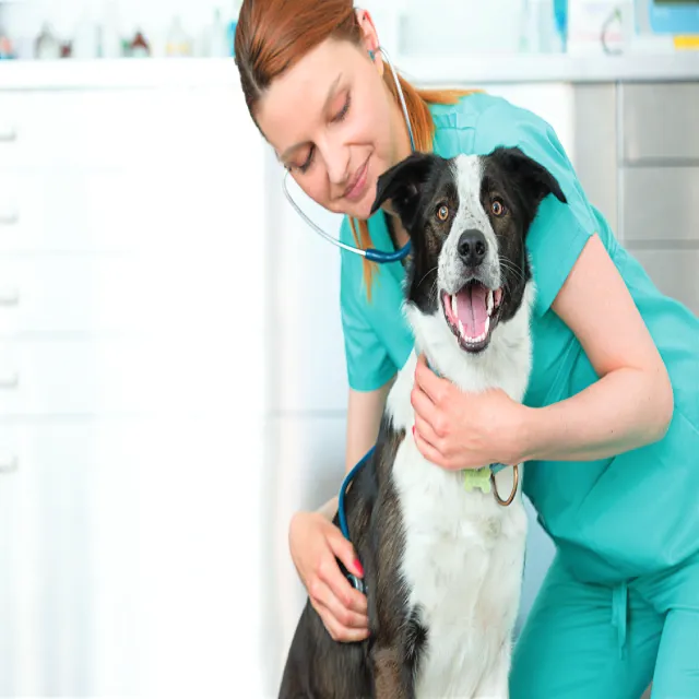 Hot Spots in Dogs