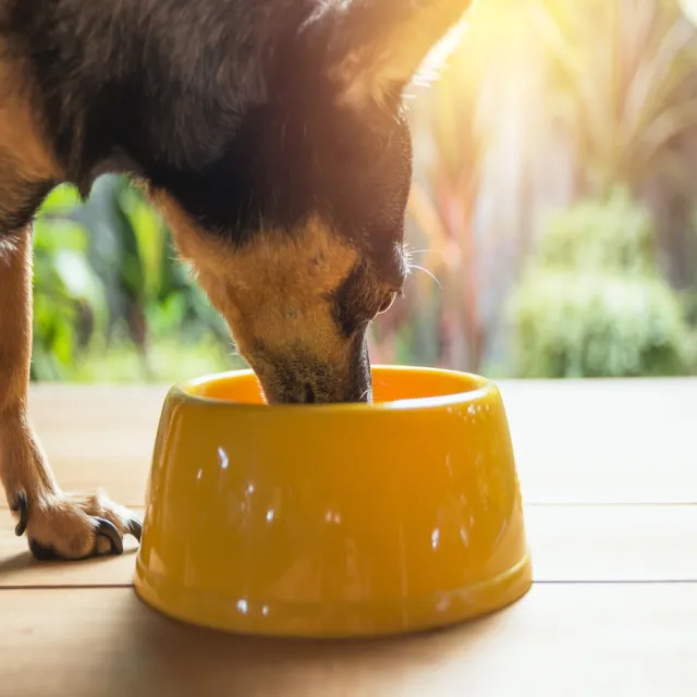 Tips For Keeping Your Dog Cool & Safe In Summer