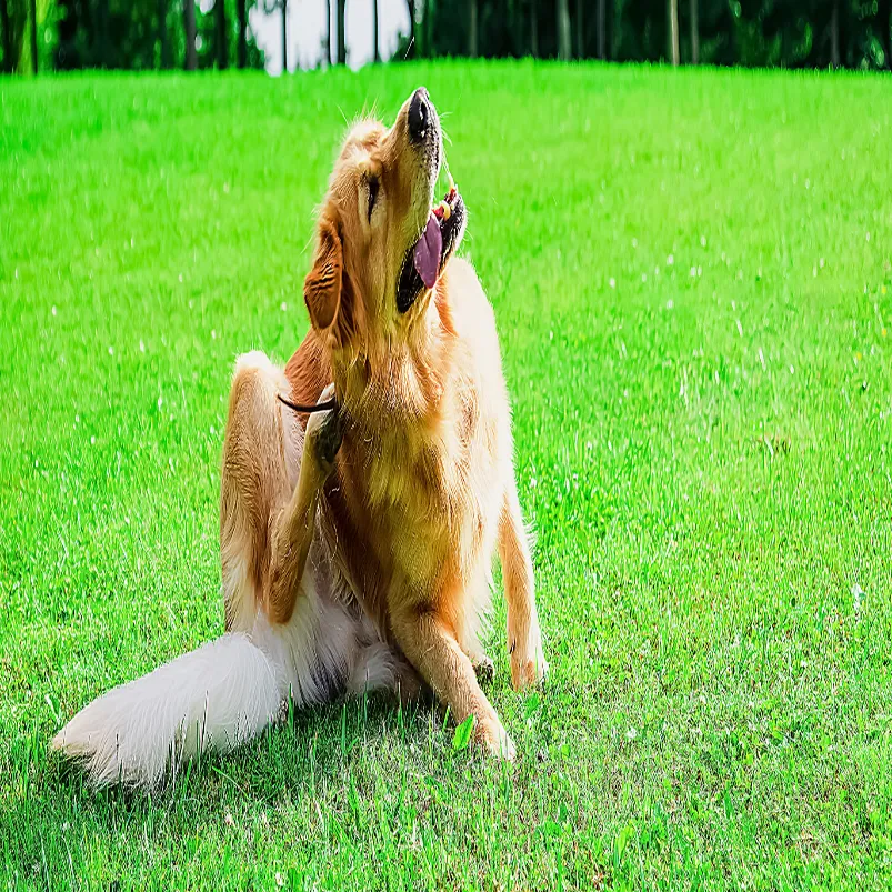 Fungal Infection in Dogs