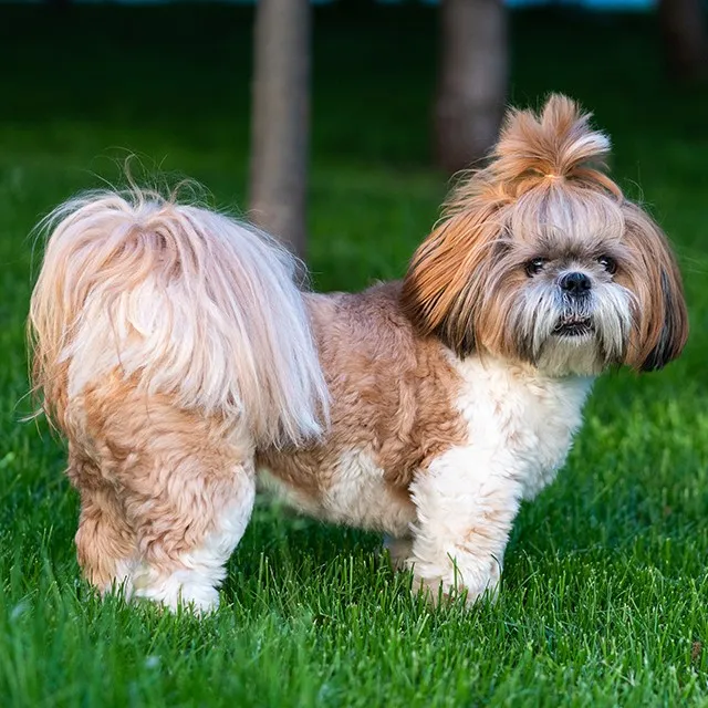How to train a shiz tzu