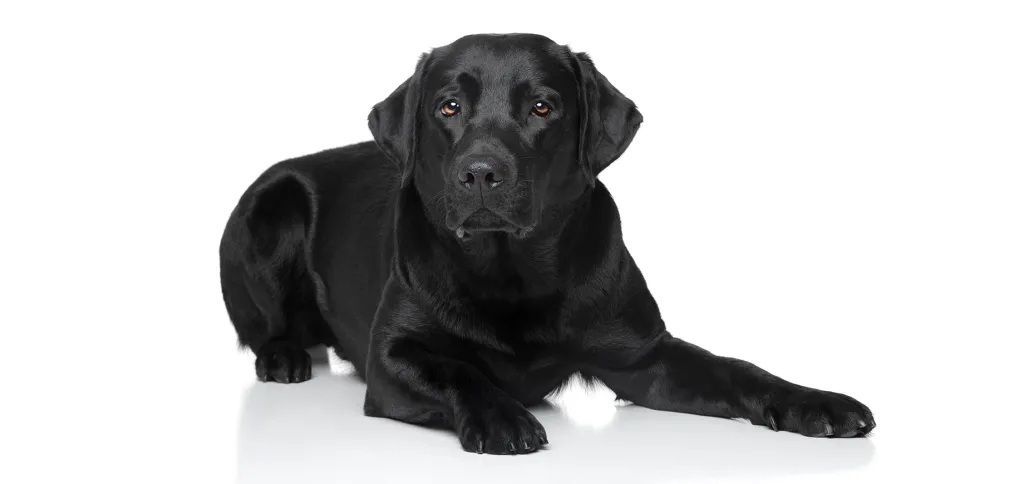 Black Golden