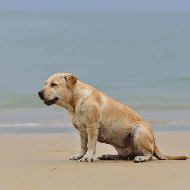 A pregnant Labrador Retriever with light tan fur sitting on a wet, sandy beach.