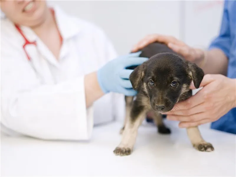 Vet examining a puppy on a veterinary examination table.