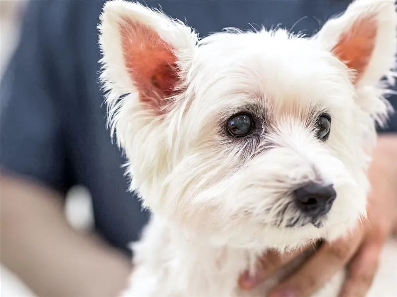 A Highland Terrier gently being held up by a person.