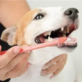 Dog Teeth